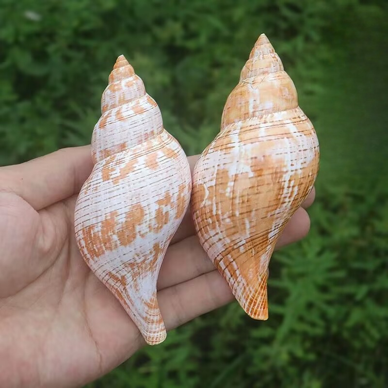 Natural Conch Tulip Snail Herm - Aquarium Fish Popular review and price