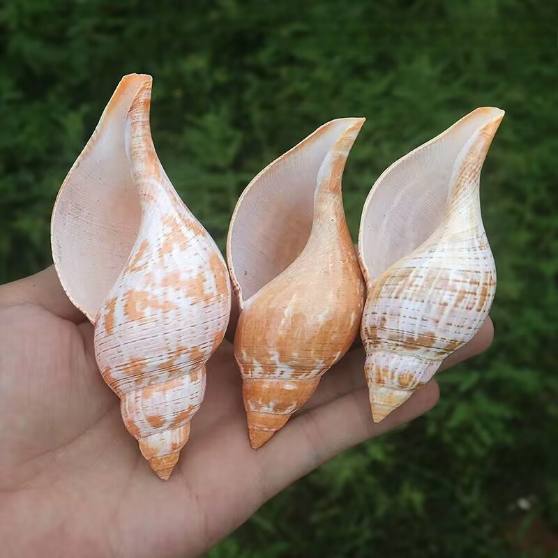 Natural Conch Tulip Snail Herm - Aquarium Fish Popular review and price