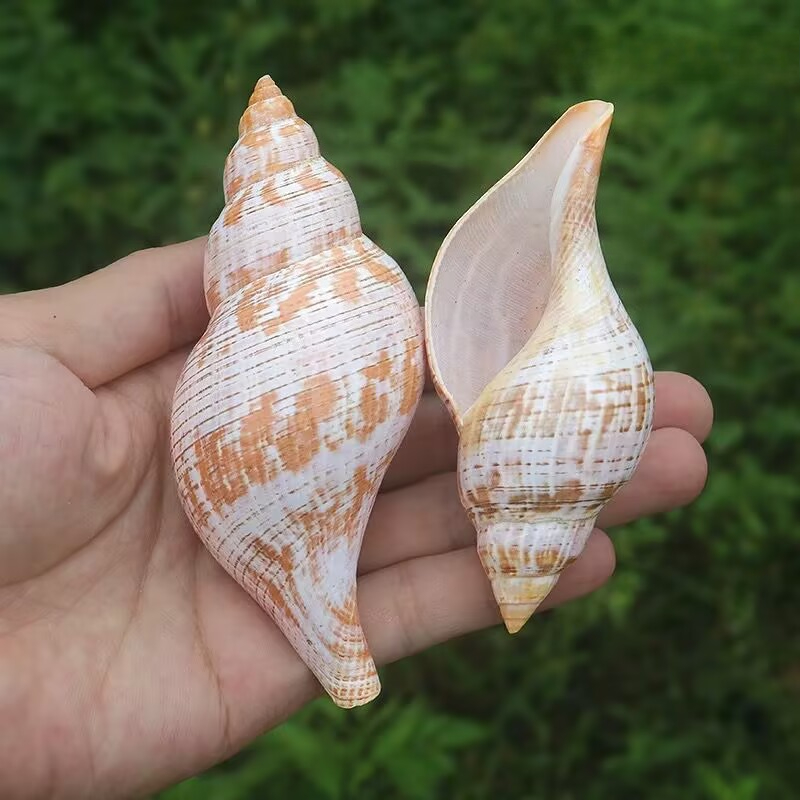 Natural Conch Tulip Snail Herm - Aquarium Fish Popular review and price