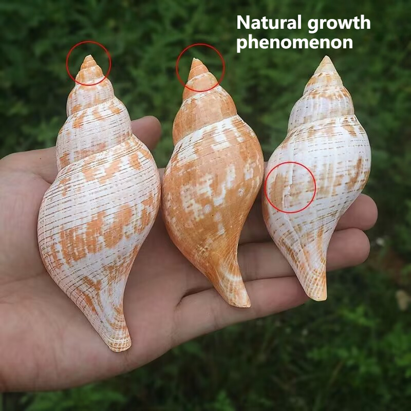 Natural Conch Tulip Snail Herm - Aquarium Fish Popular review and price