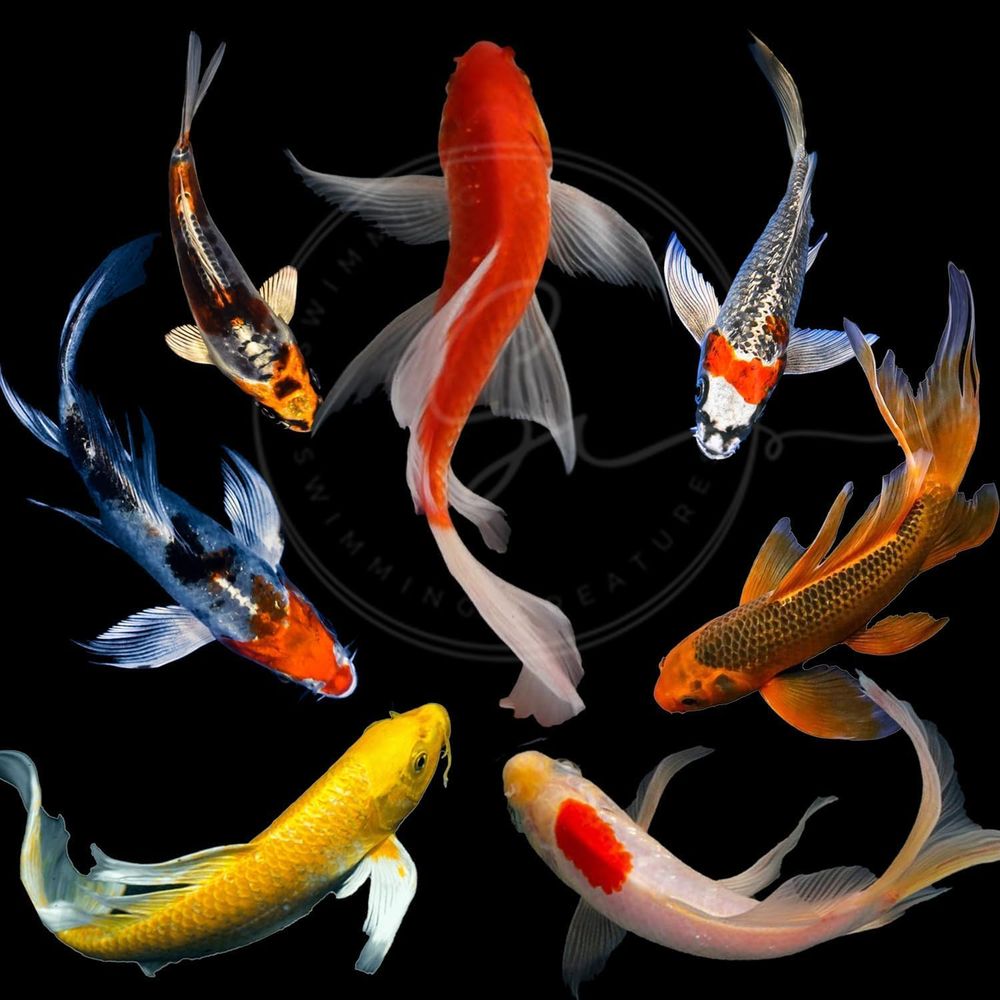 Assorted Colors Live Koi Fish  - Live Fish Aquarium review and price