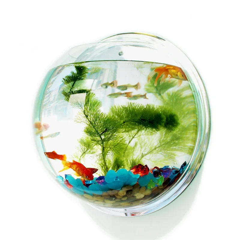 Pinsjar Acrylic Fish Bowl Wall - Aquarium Fish Betta review and price
