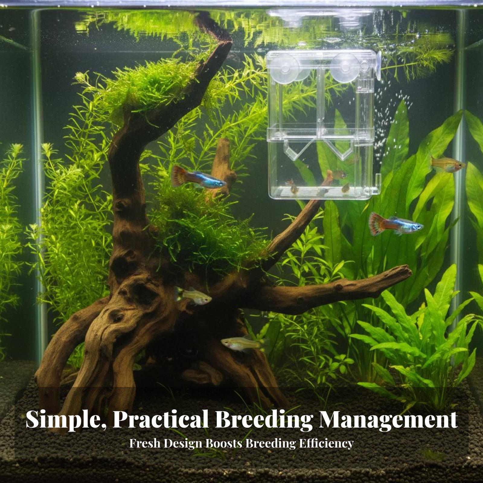 Double Layer Aquarium Breeding - Aquarium Fish In review and price