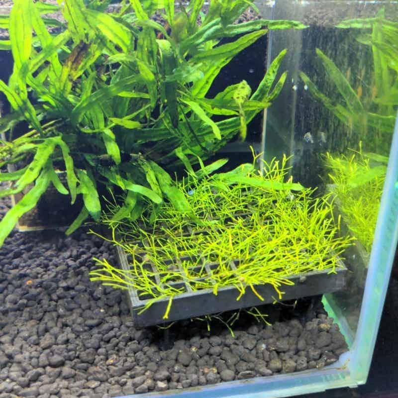Aquarium Moss Mesh Holder Elev - Aquarium Fish Elevator review and price