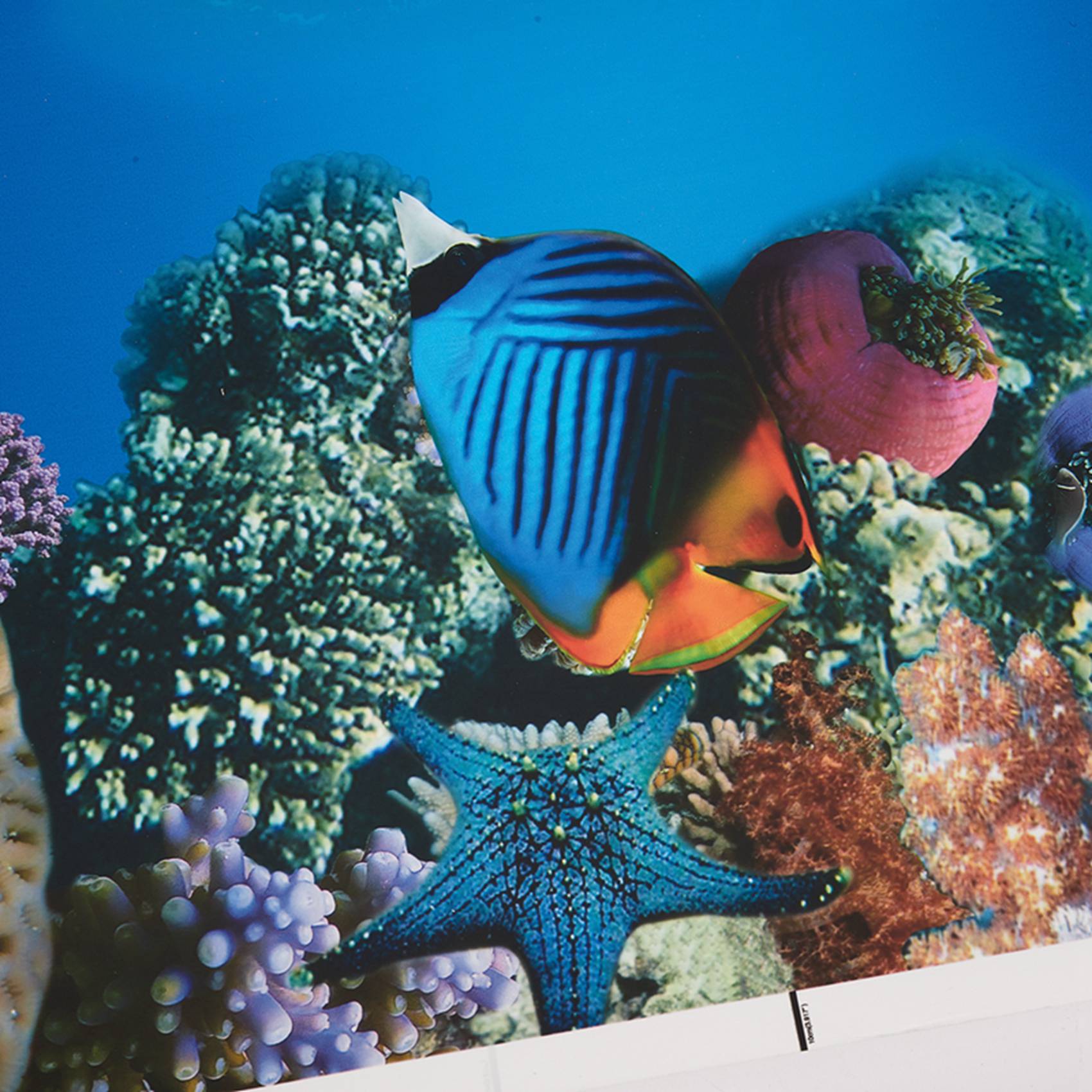 BAAU Aquarium Background Paper - Fish In Aquarium Picture review and price